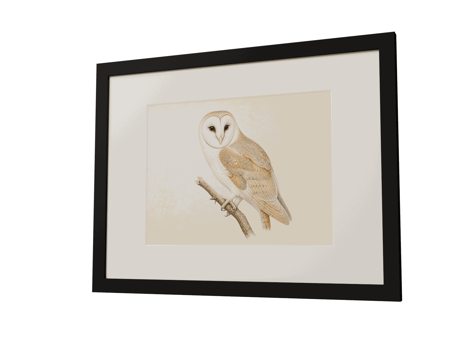 The measured black frame showing a Barn owl (Tyto alba) print