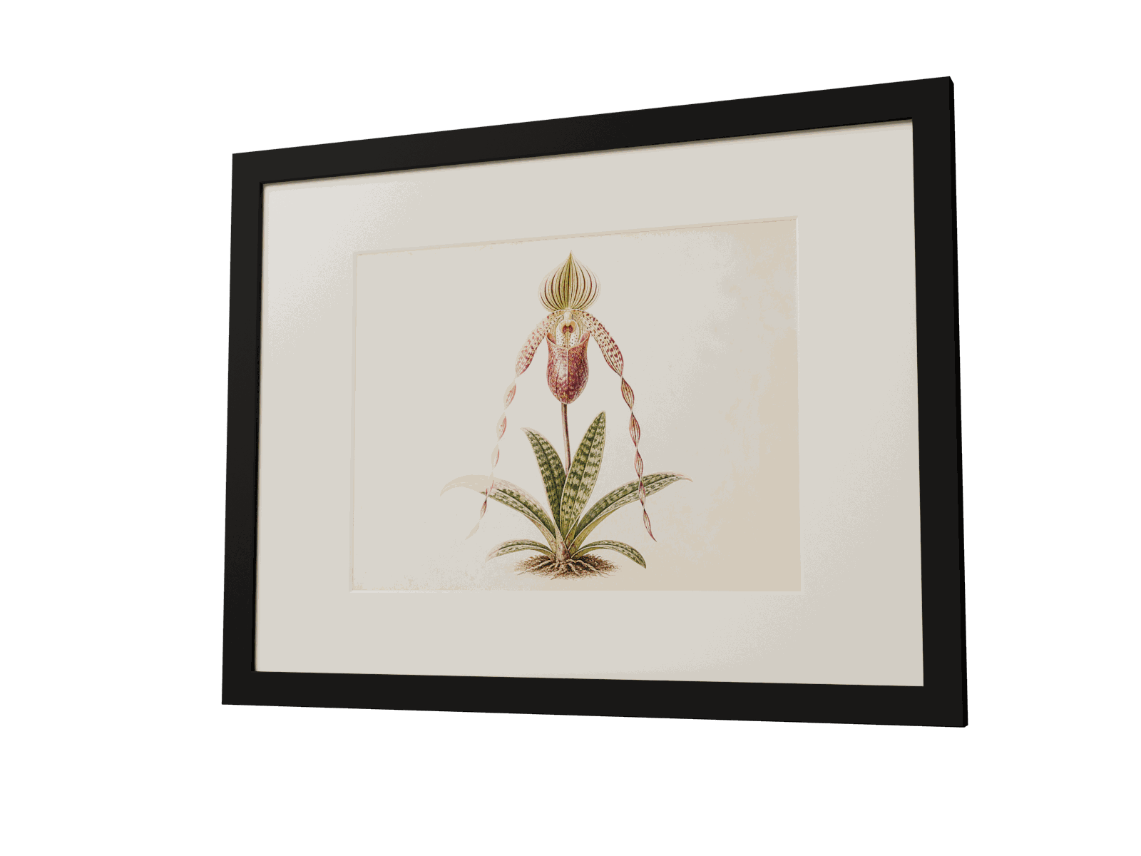 The same measured black frame showing Rothschild's slipper orchid (Paphiopedilum rothschildianum)